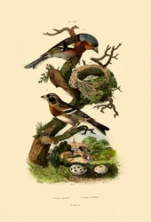 Tentilhão, 1833-39